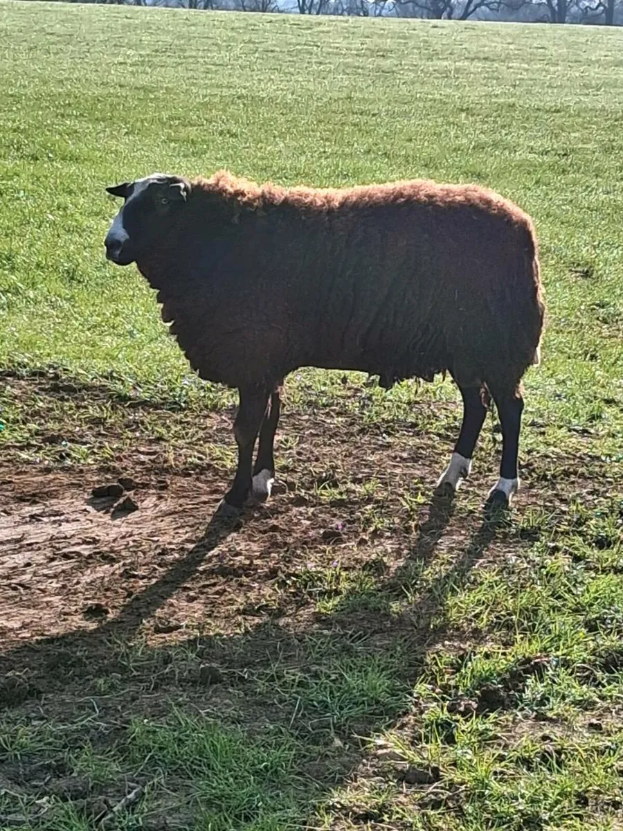 Zwartble ram - Image 1