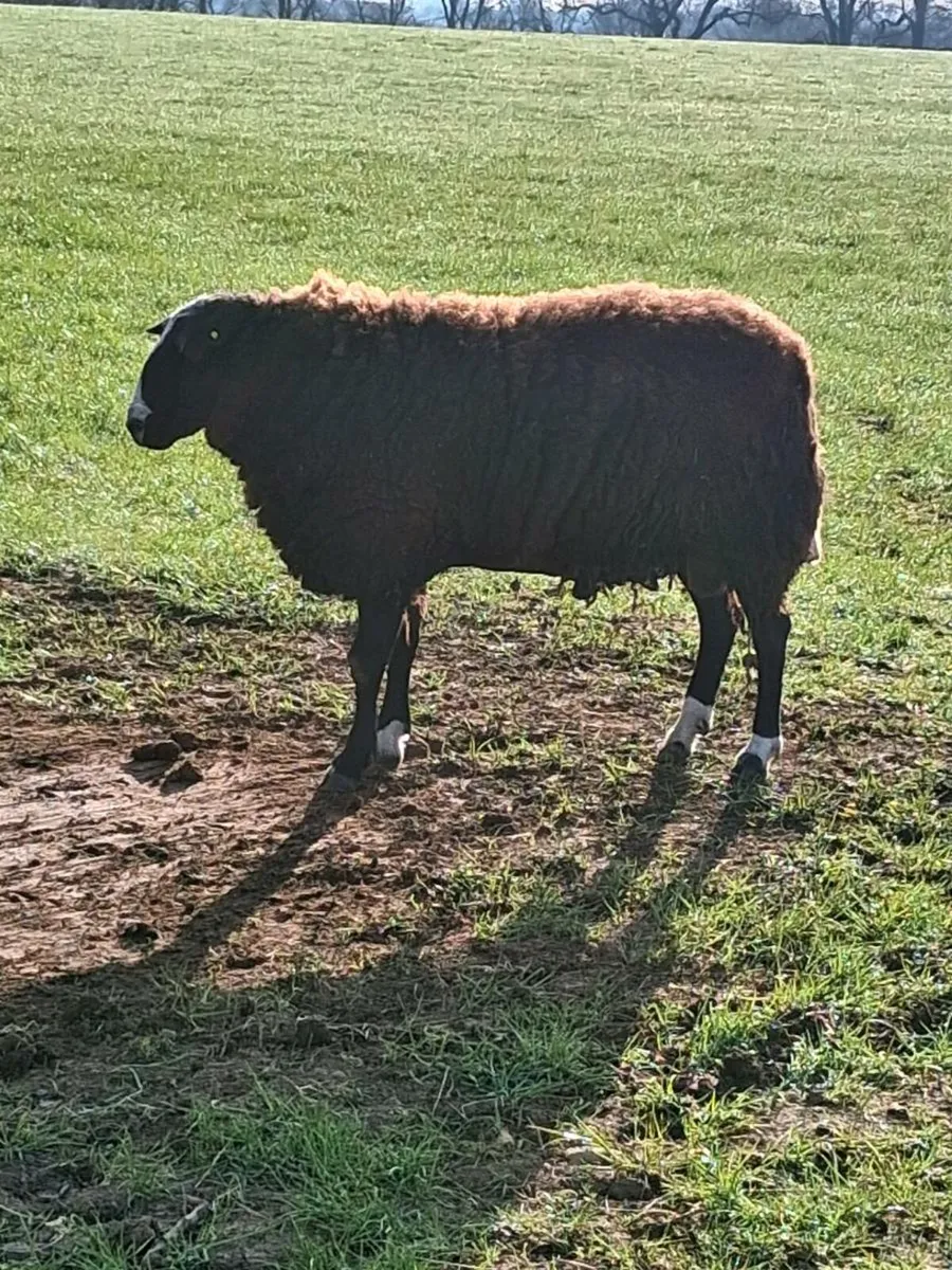 Zwartble ram - Image 2