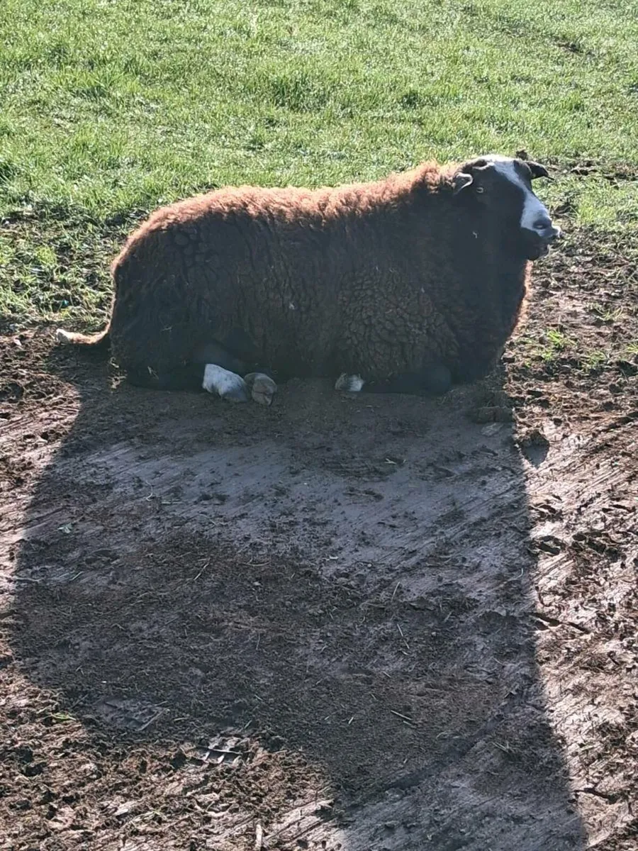Zwartble ram - Image 3