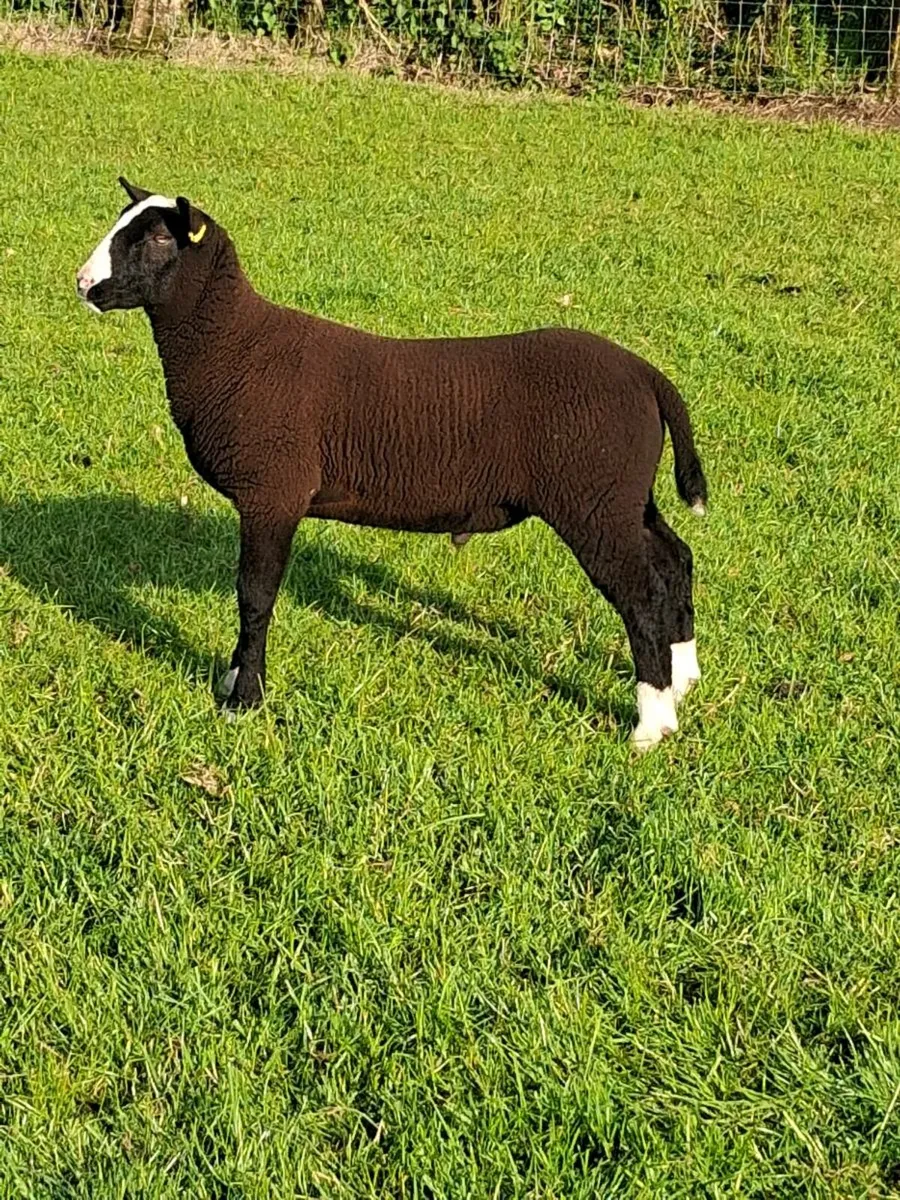 Zwartble ram - Image 4