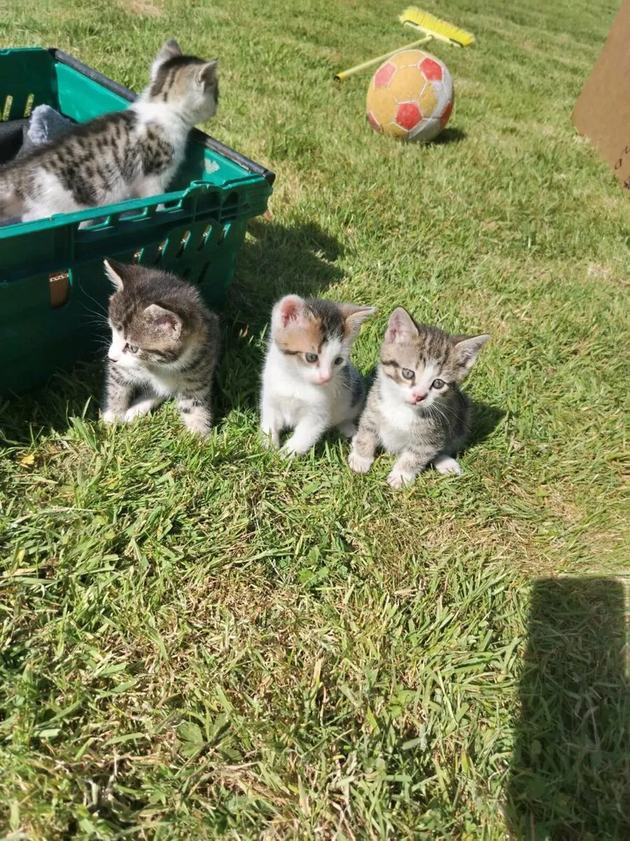 Kittens - Image 1