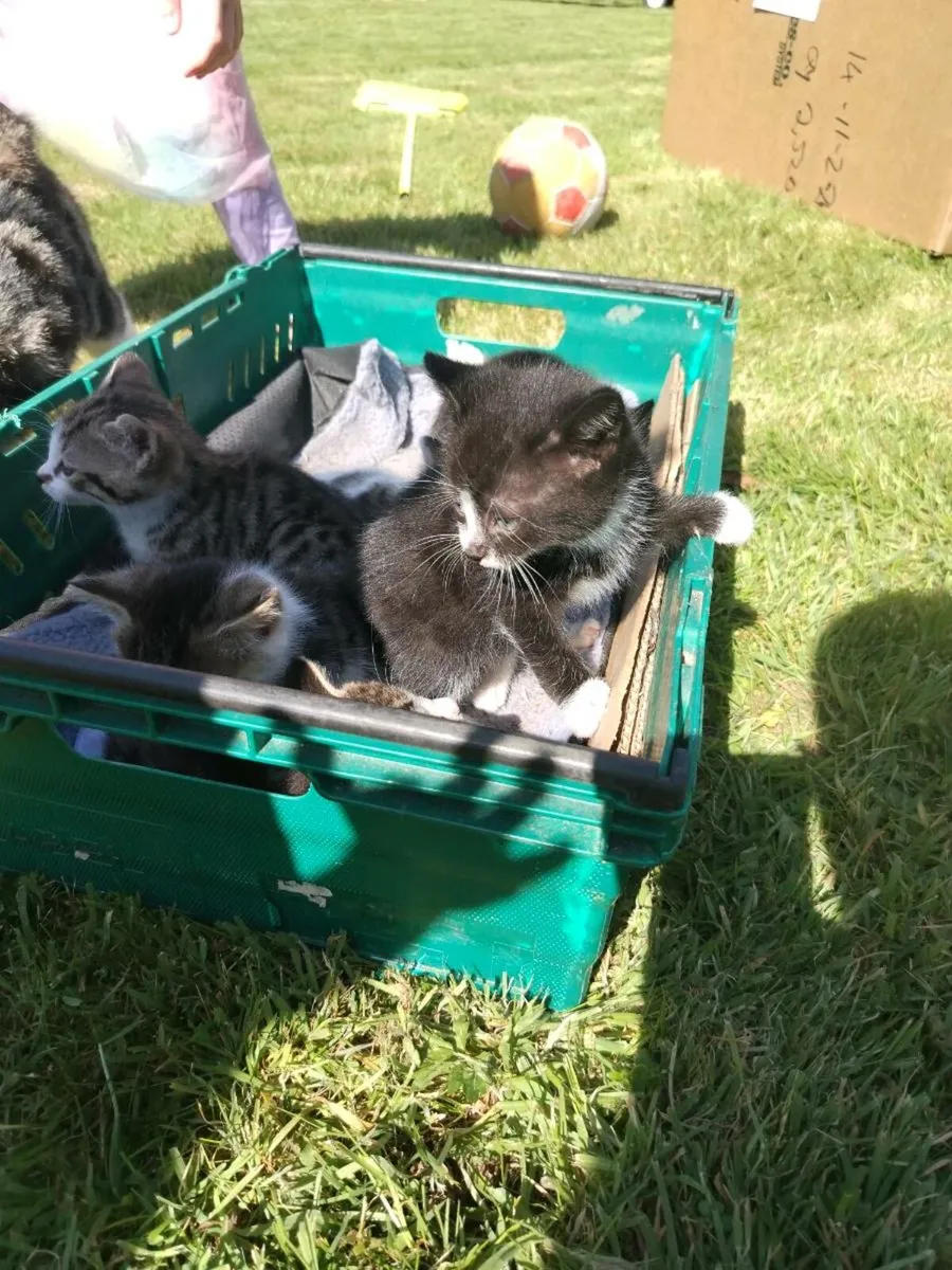 Kittens - Image 3