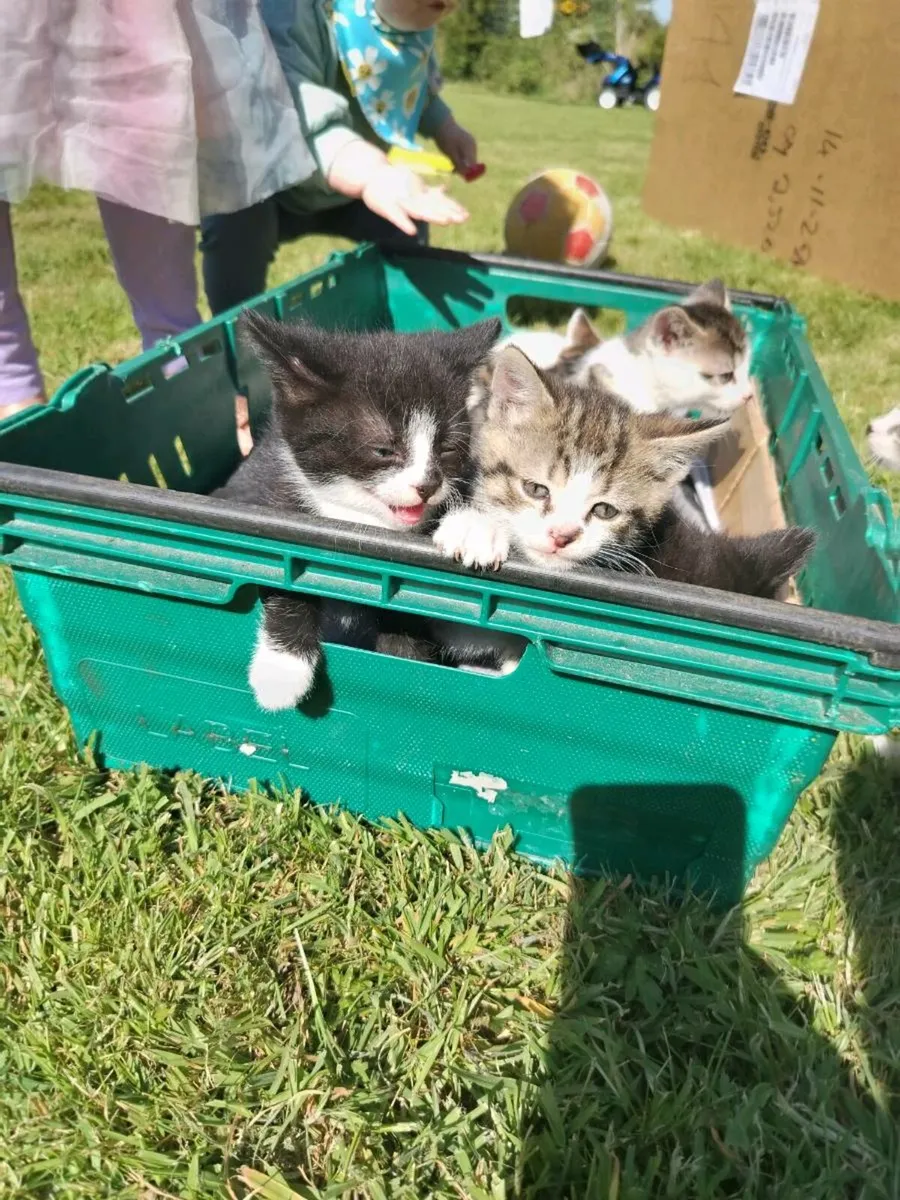 Kittens - Image 4