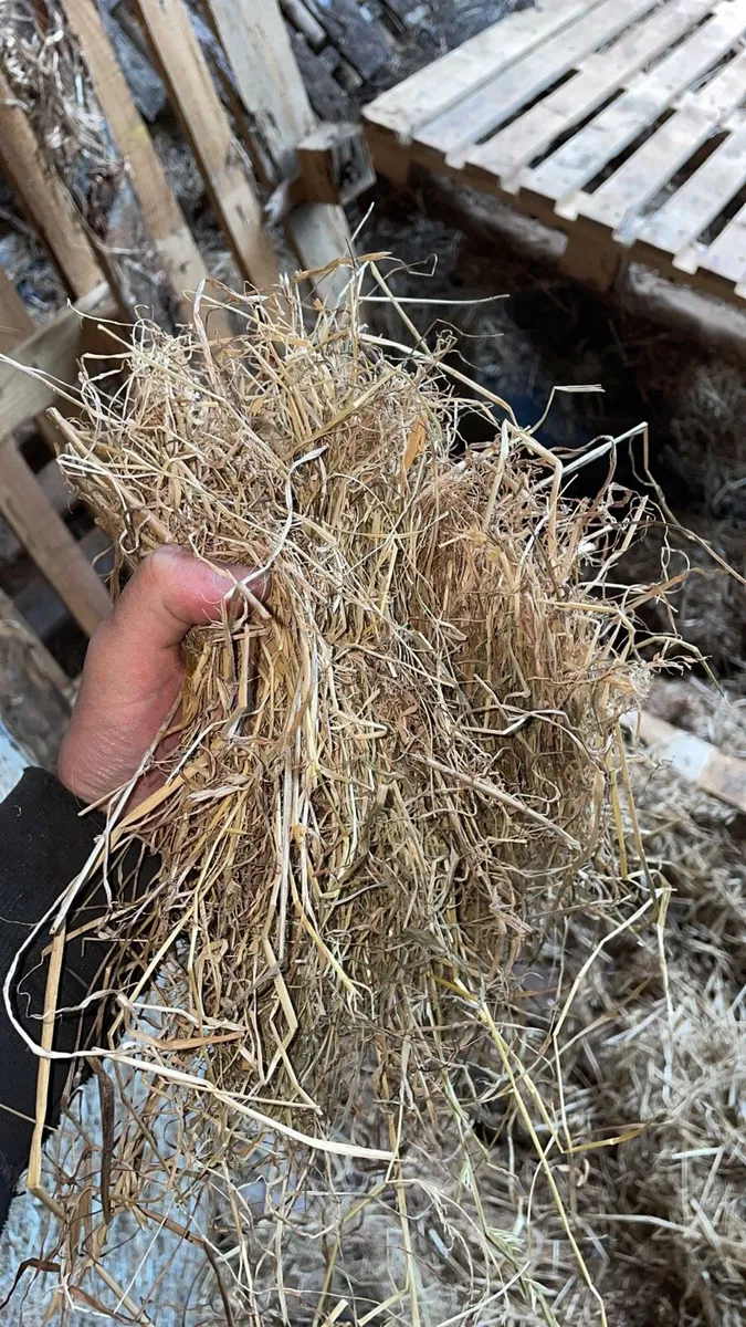 Hay - Image 2