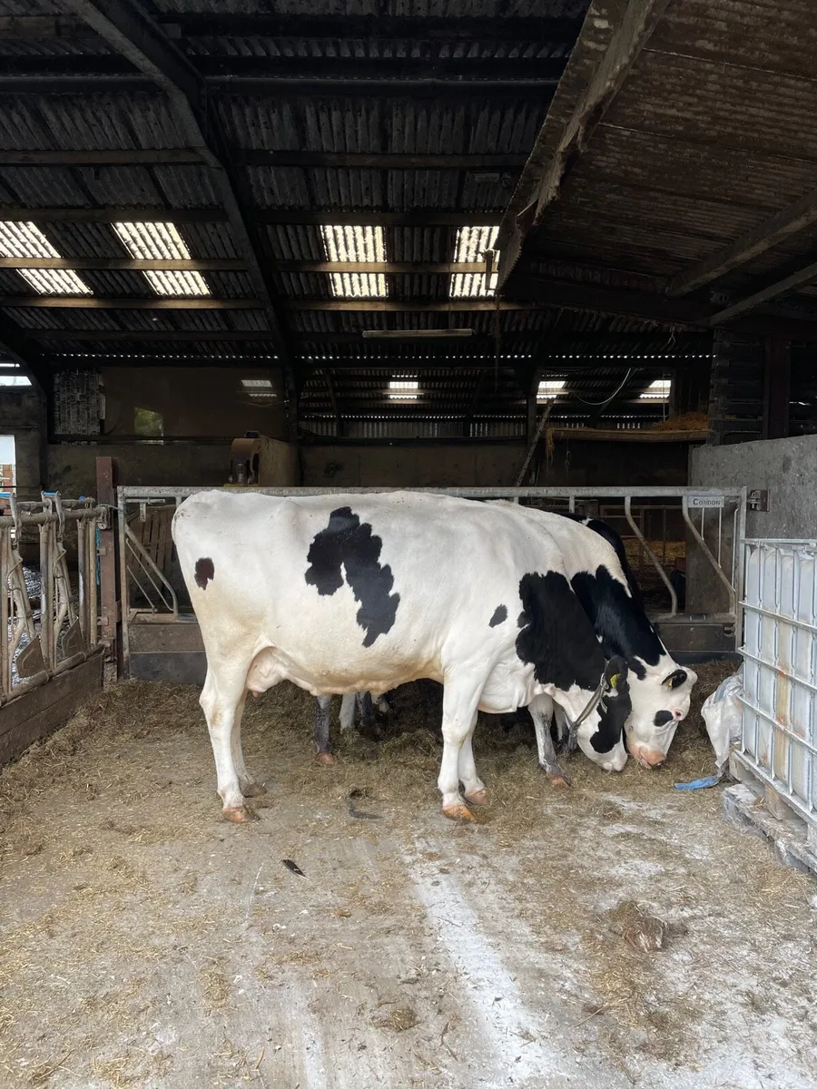 7 cows on the point of calving - Image 1