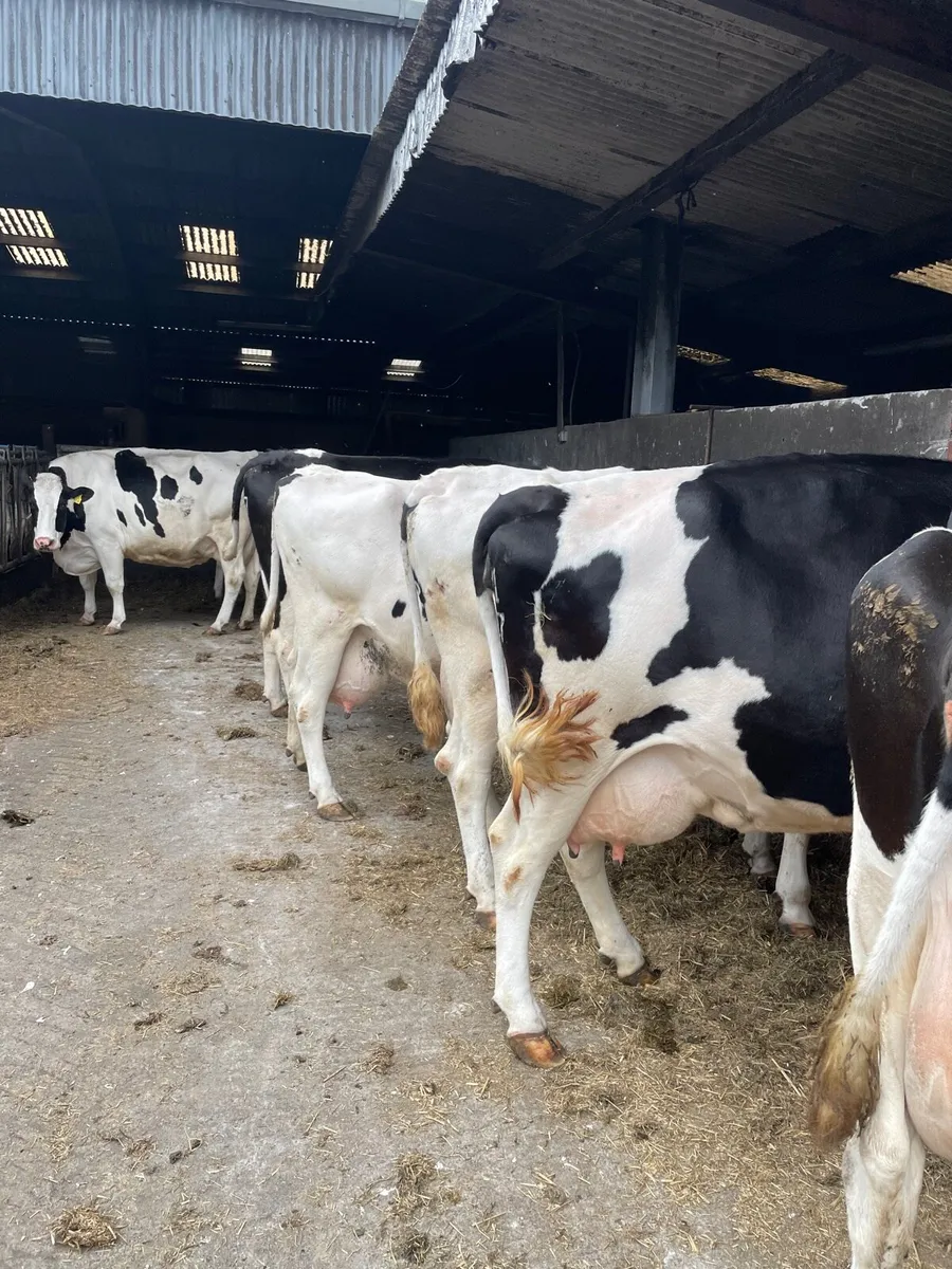 7 cows on the point of calving - Image 2