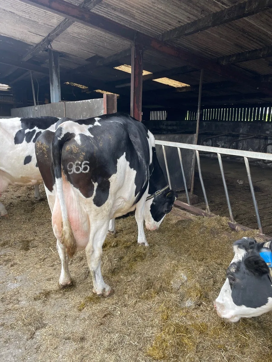 7 cows on the point of calving - Image 3