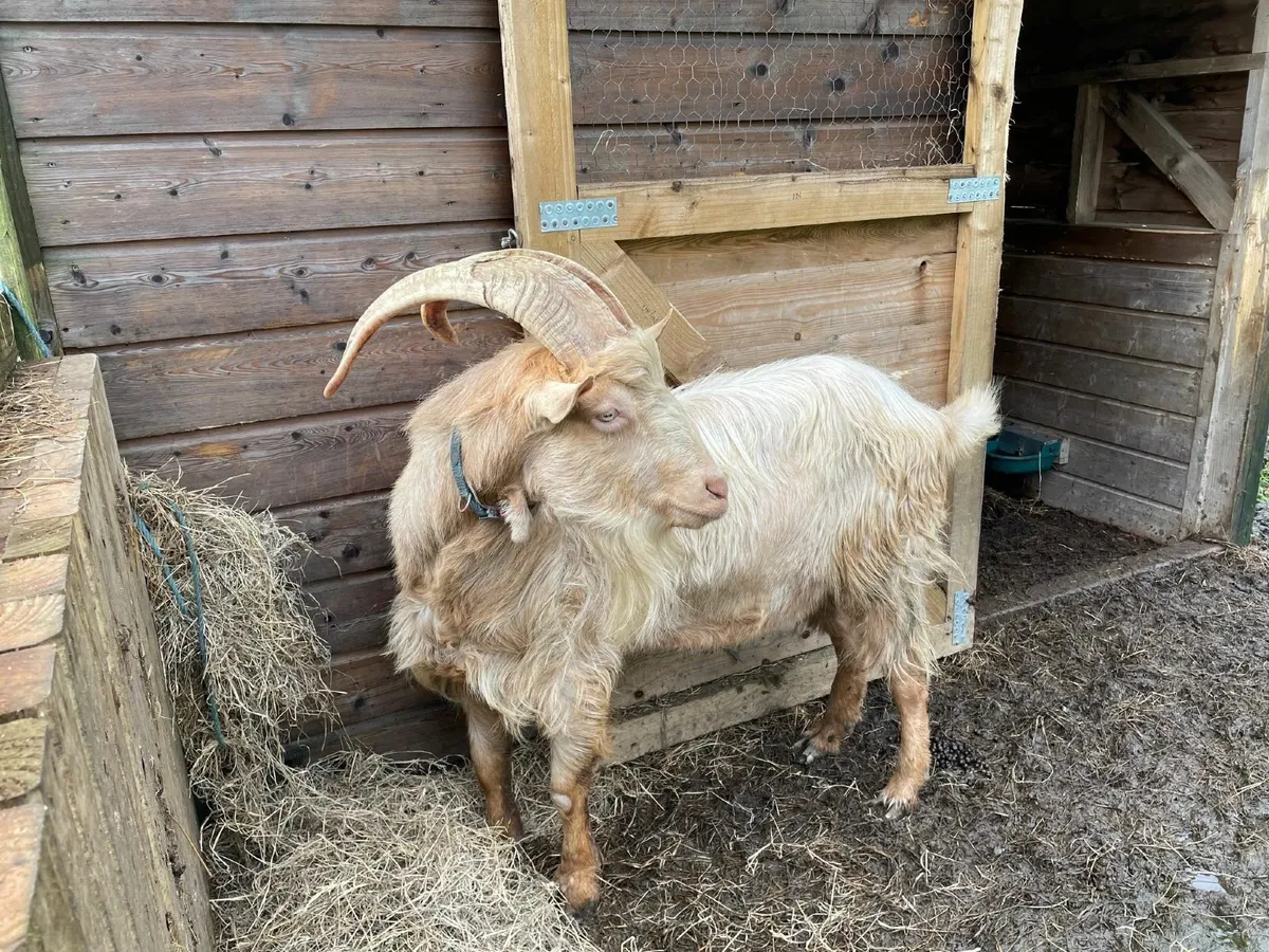Golden Guernsey / Toggenburg cross buck - Image 1