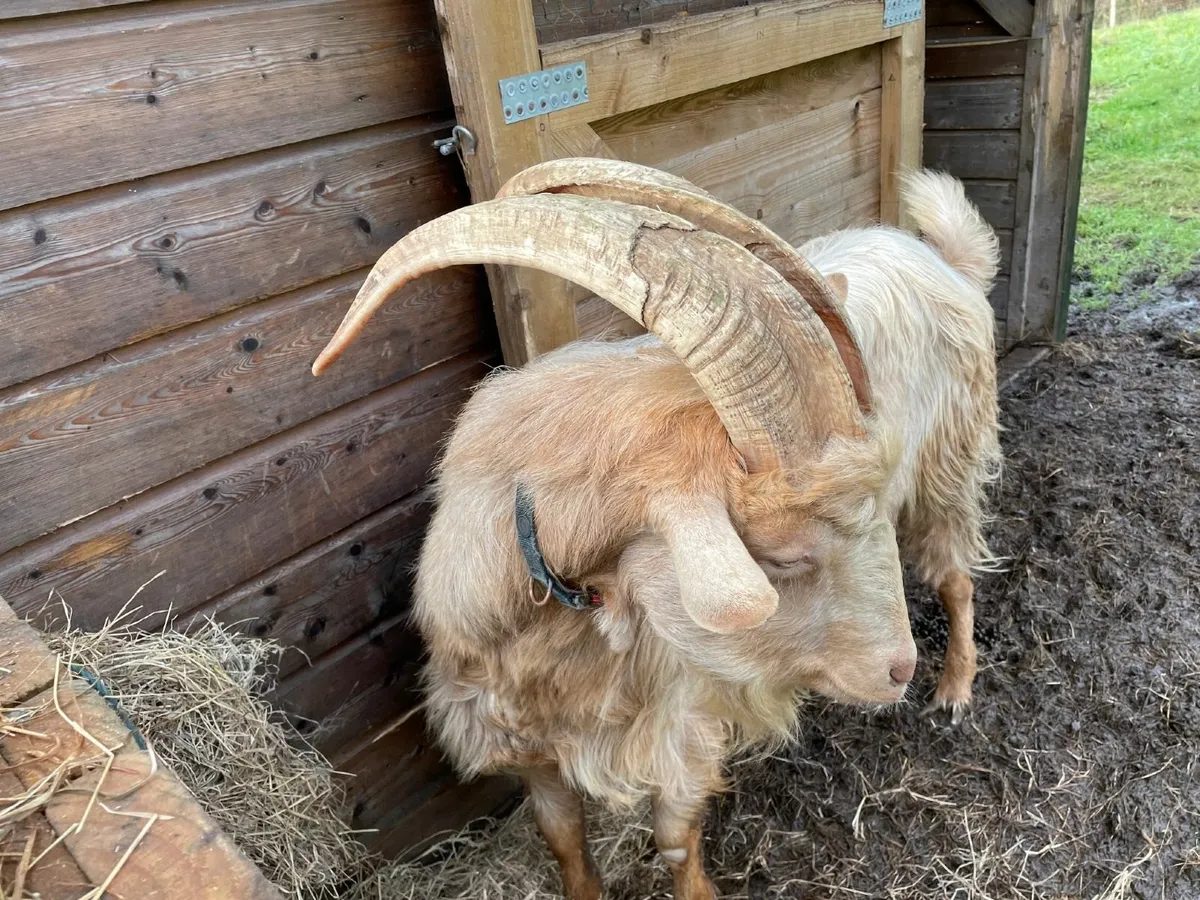 Golden Guernsey / Toggenburg cross buck - Image 4