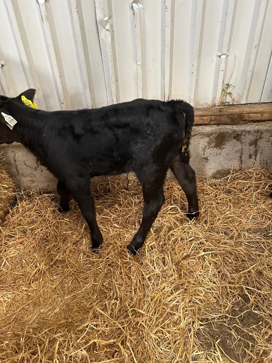 Friesian - Image 2
