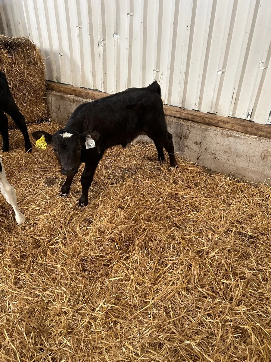 Friesian - Image 3