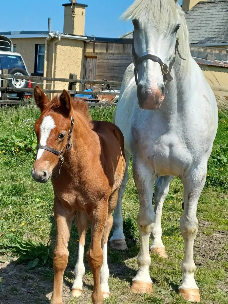 Horse - Image 1