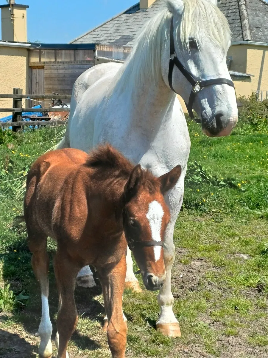 Horse - Image 2