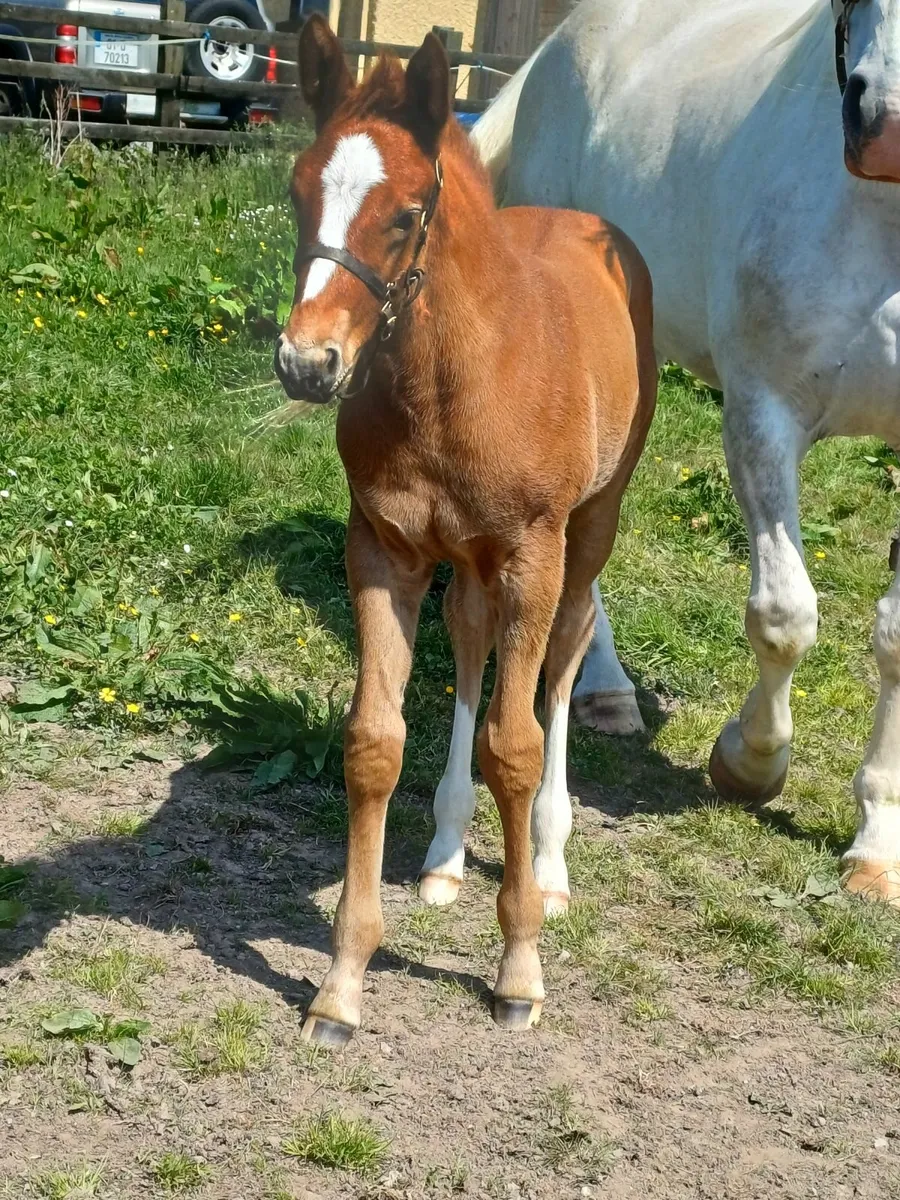 Horse - Image 3