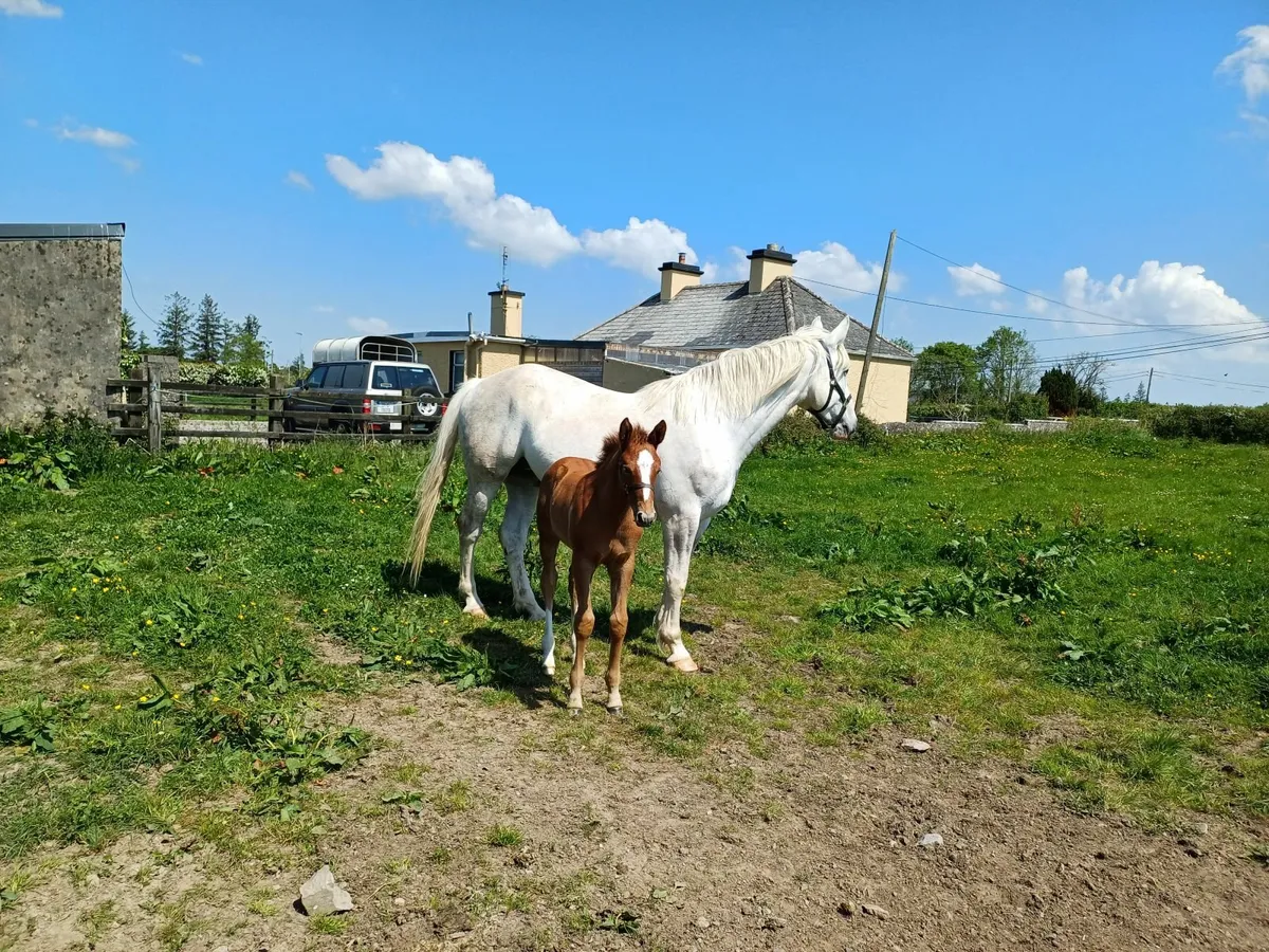 Horse - Image 4