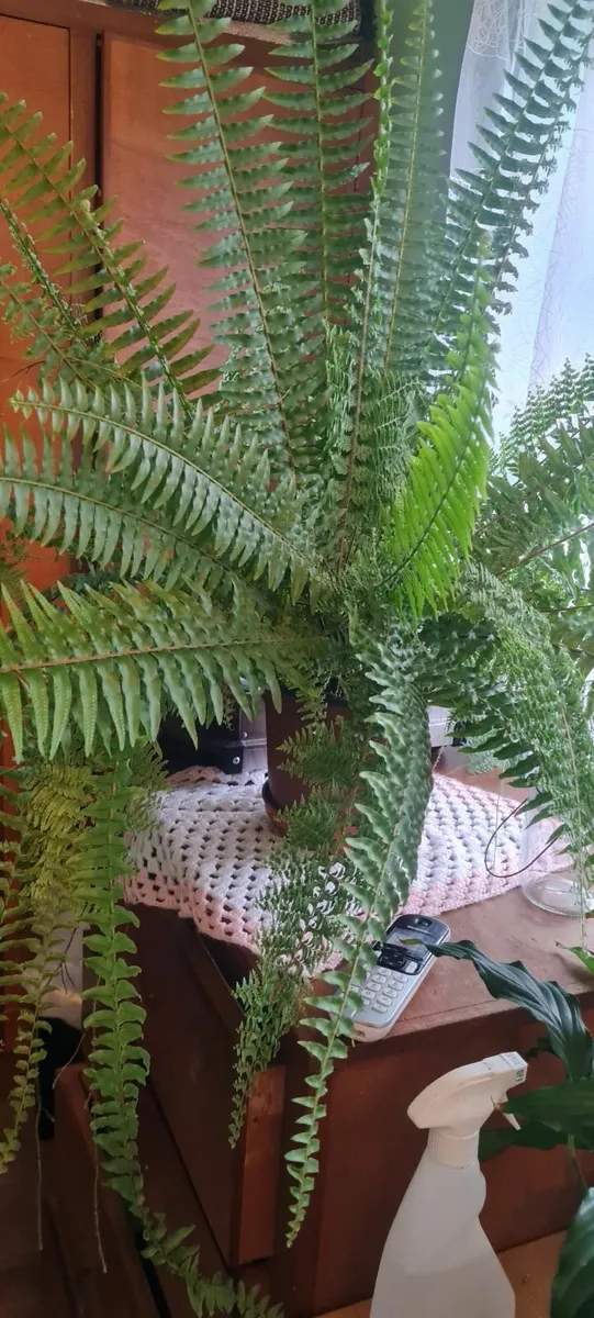 House plants - Image 1