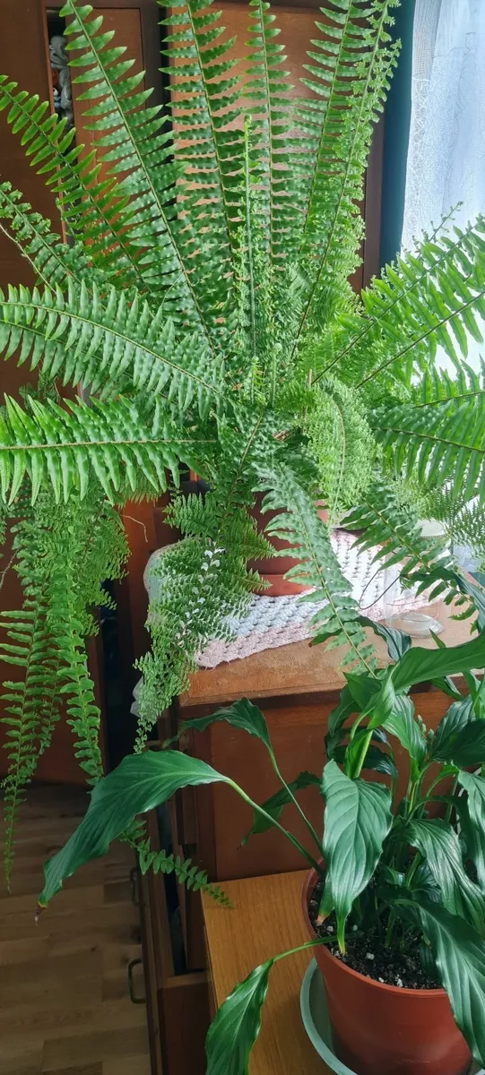 House plants - Image 2