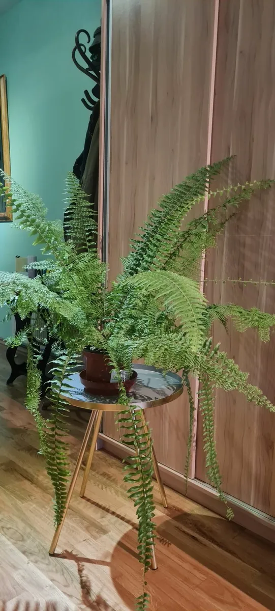 House plants - Image 3