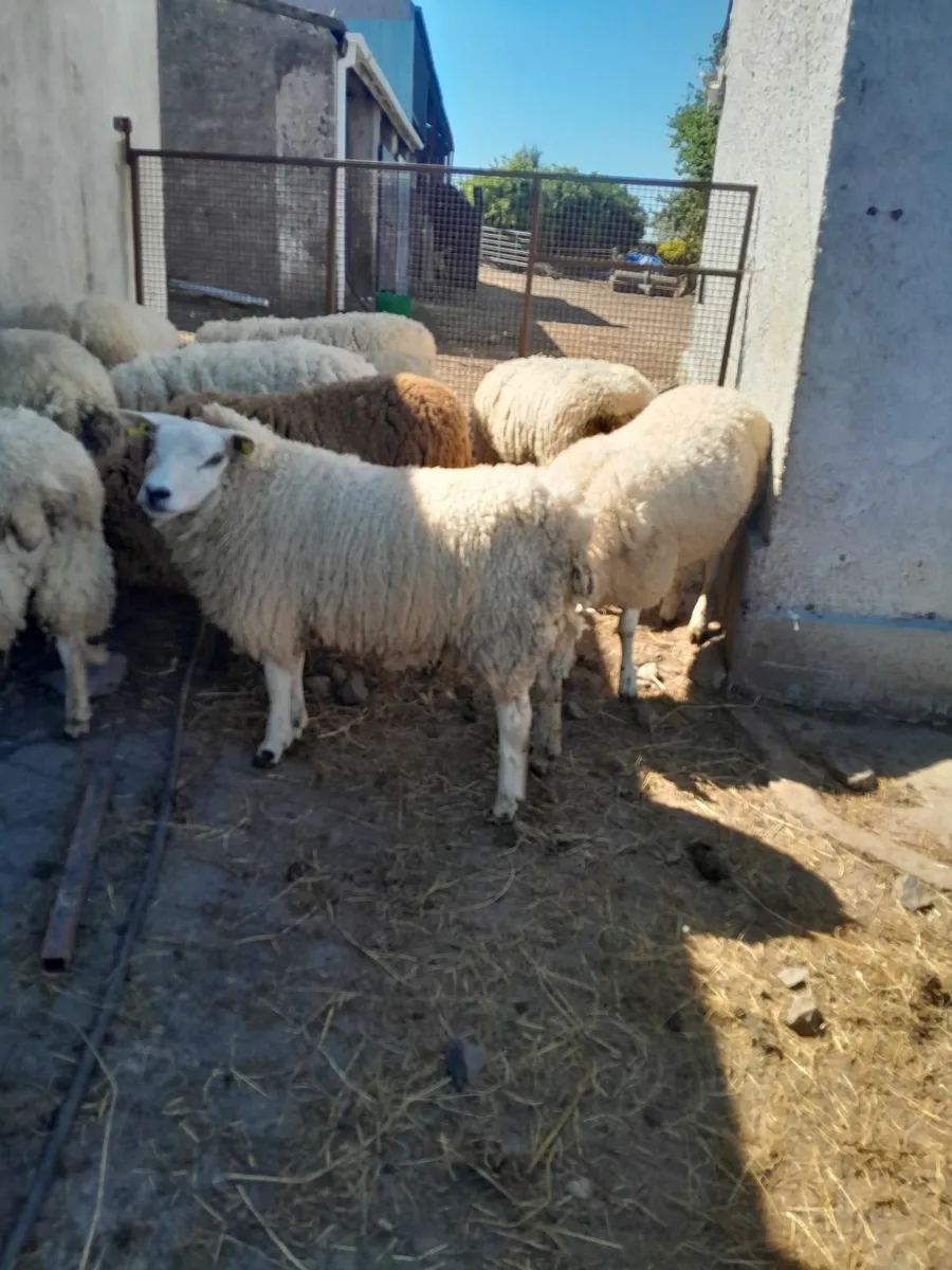 Hogget ewes - Image 1