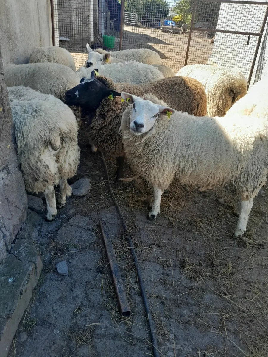 Hogget ewes - Image 2