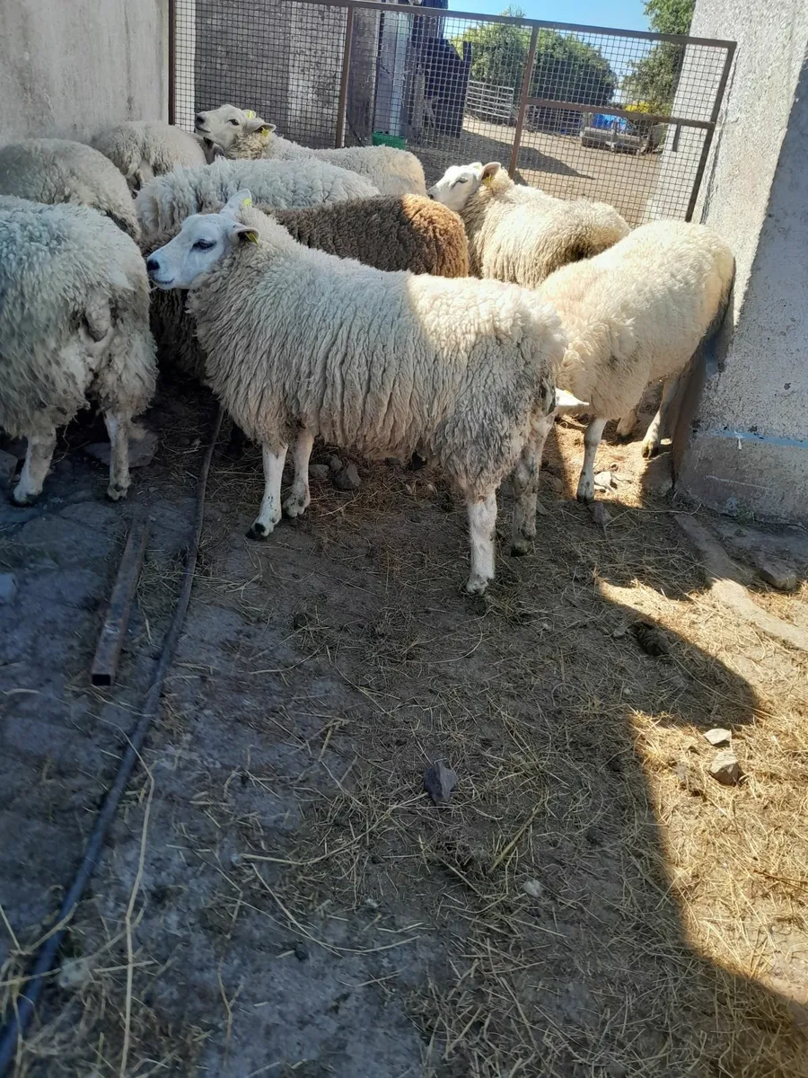 Hogget ewes - Image 3