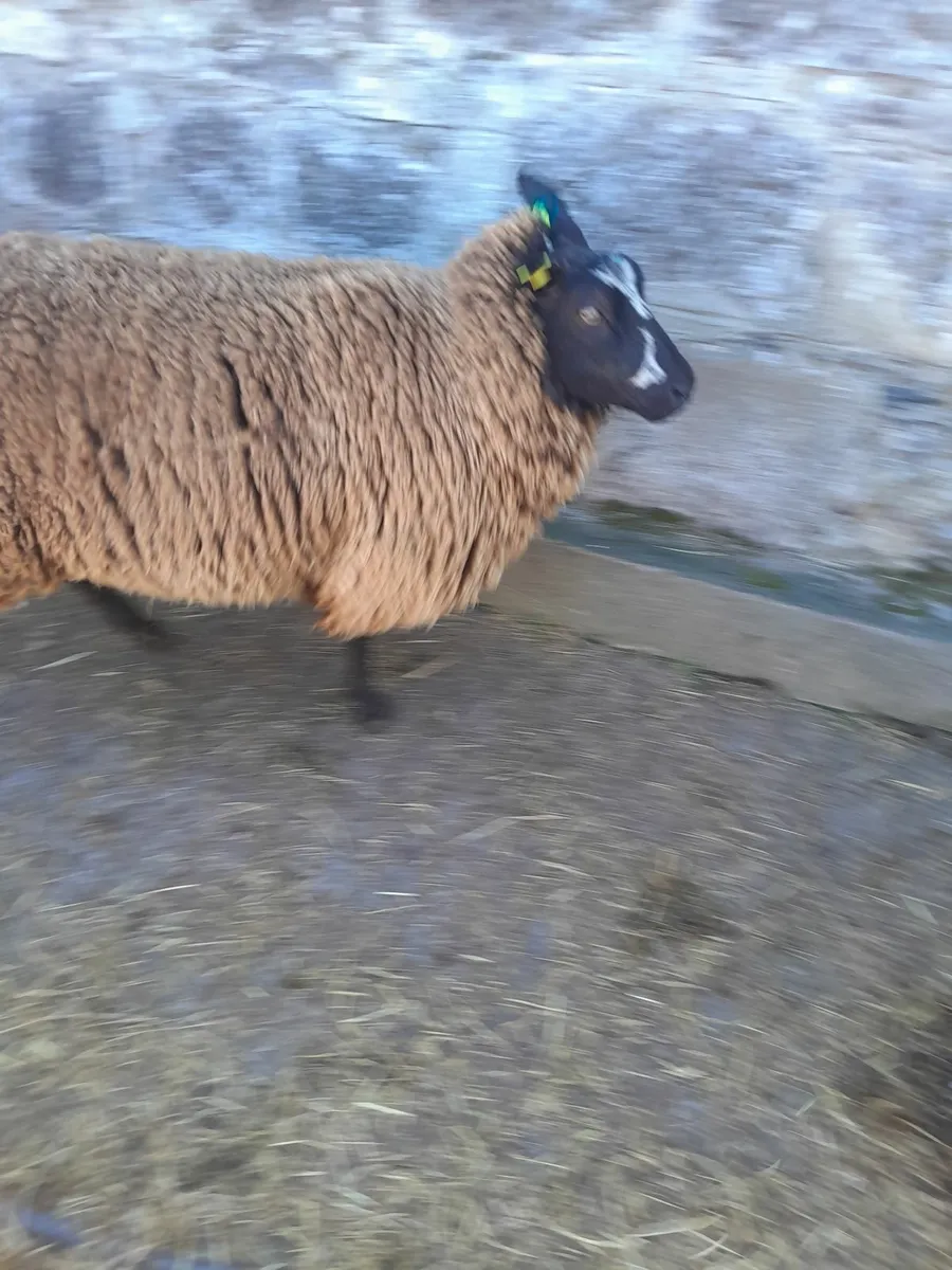 Hogget ewes - Image 4