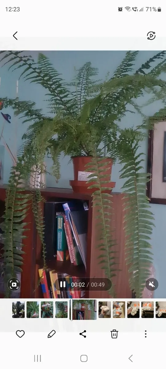 House plants - Image 4