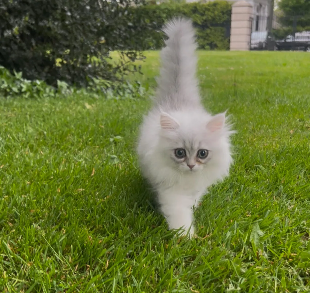 Chinchilla kittens - Image 1