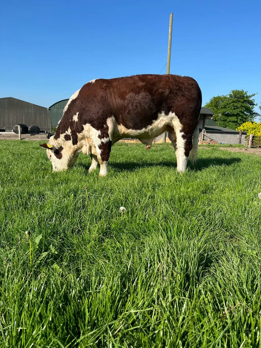 Hereford Bull - Image 1