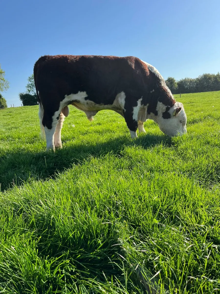 Hereford Bull - Image 2