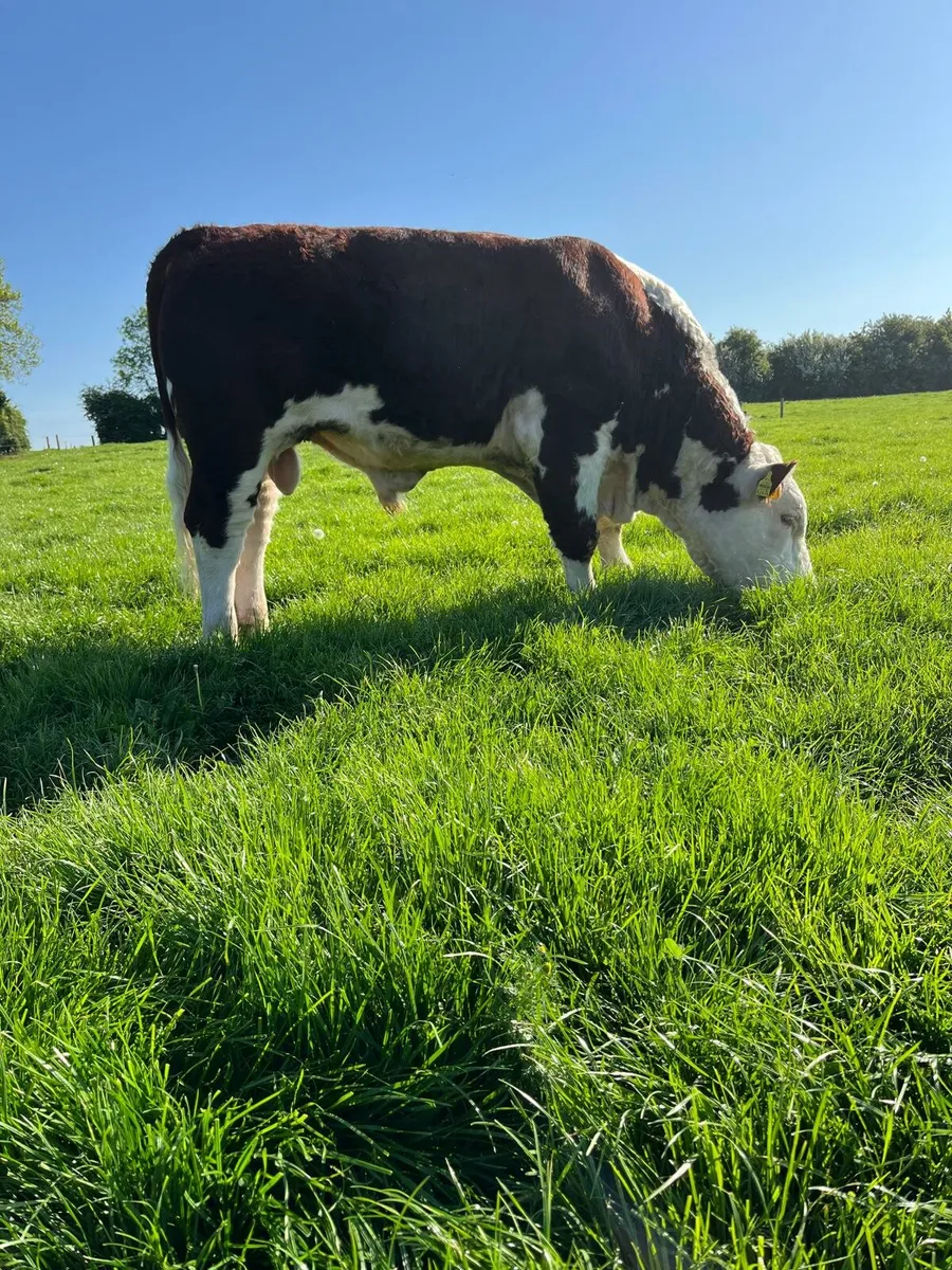 Hereford Bull - Image 4