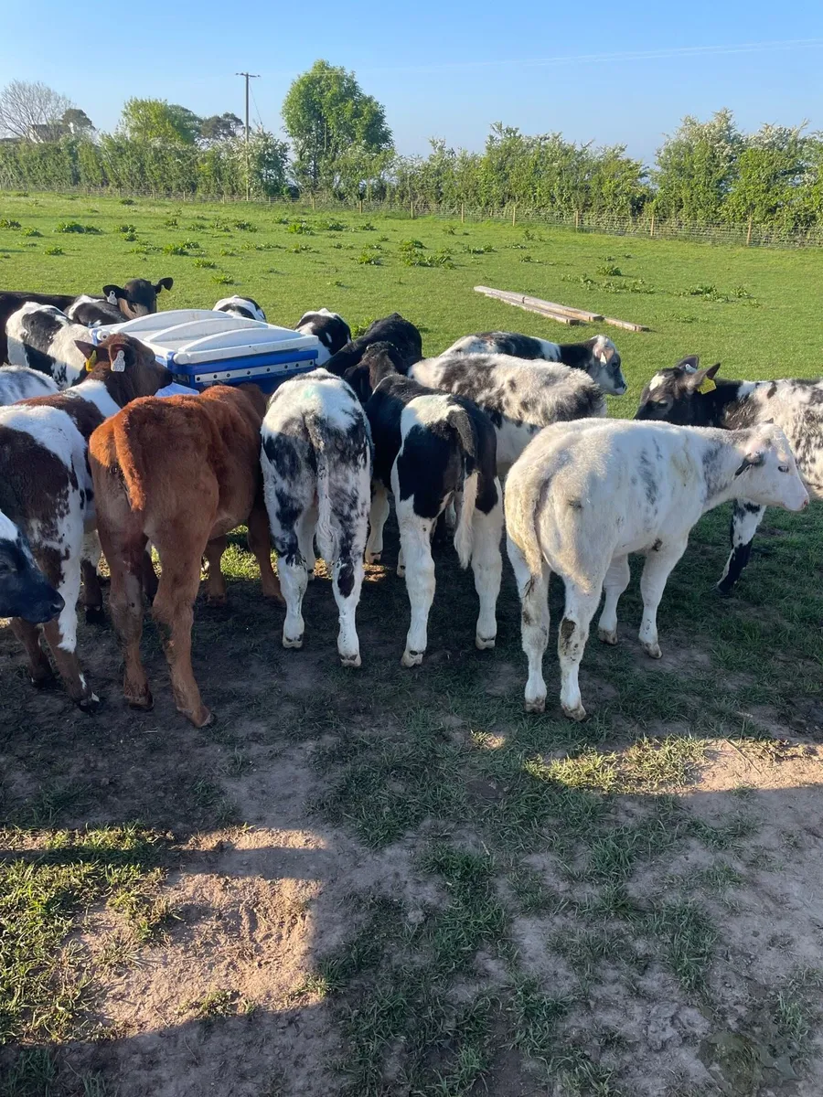 Weaned Belgium blues - Image 1