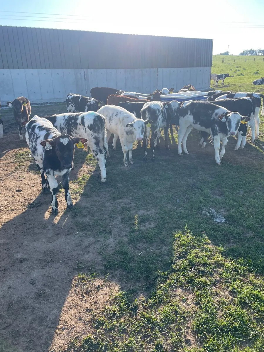 Weaned Belgium blues - Image 3