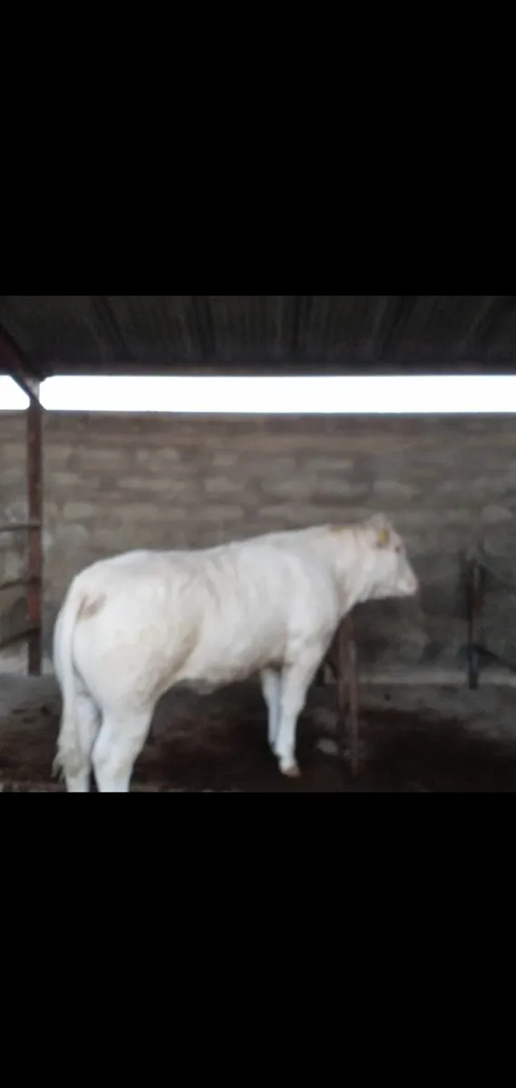 Heifer - Image 2