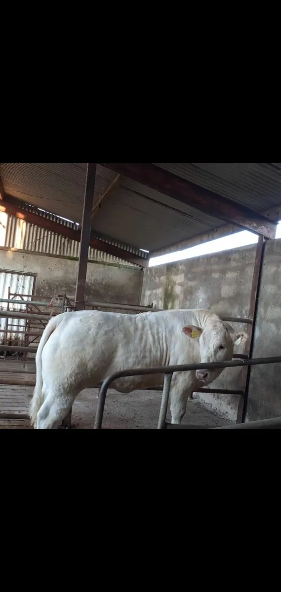 Heifer - Image 3