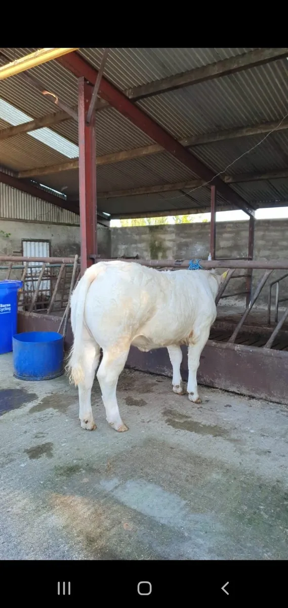 Heifer - Image 1