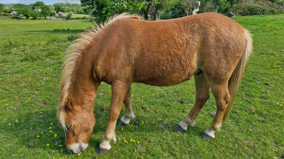 Kerry Bog Pony - Image 1