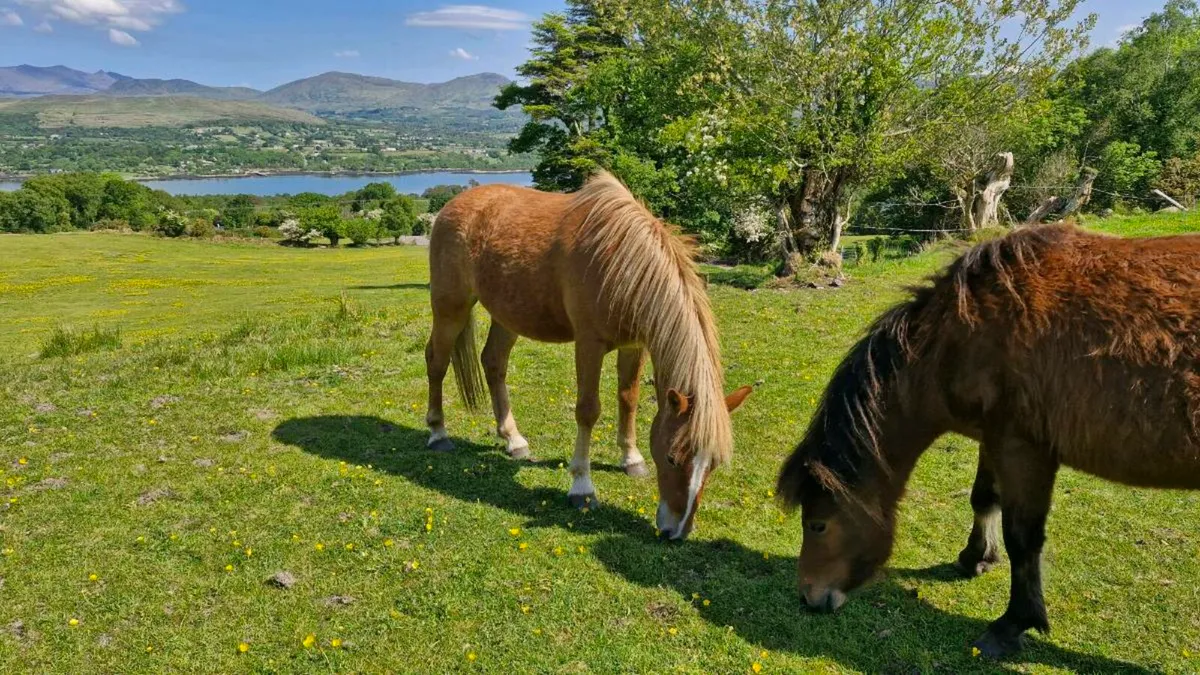 Kerry Bog Pony - Image 2