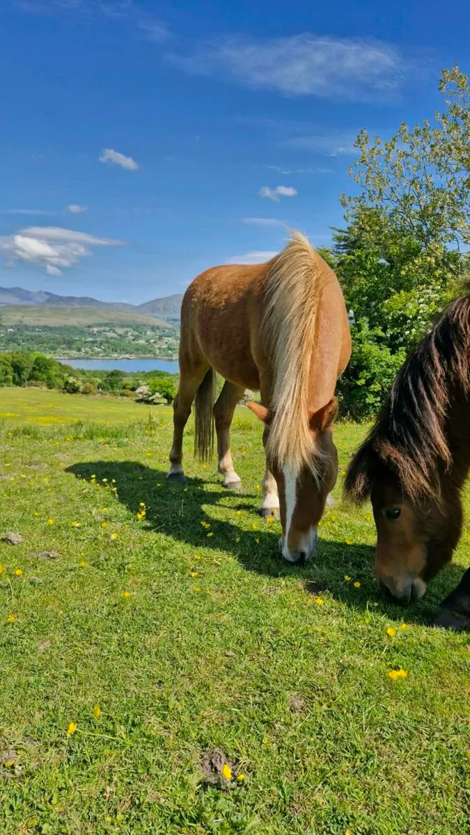 Kerry Bog Pony - Image 3