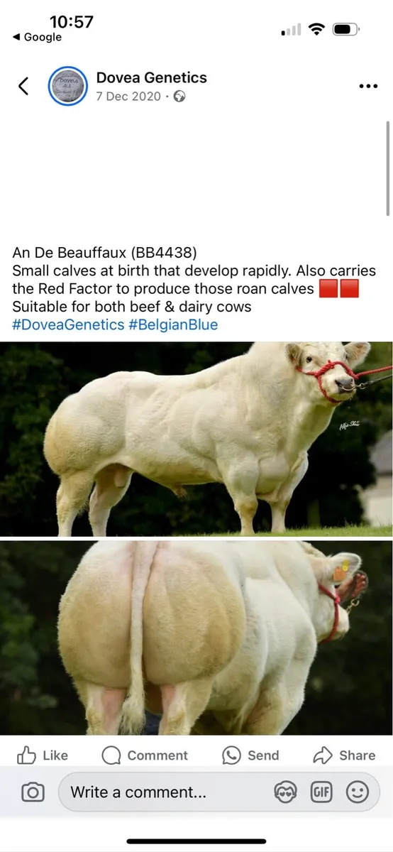 A young cow in calf - Image 4