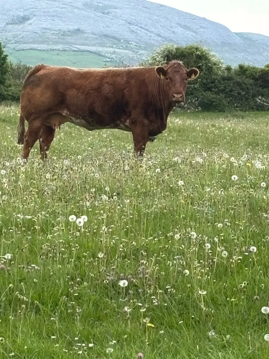 A young cow in calf - Image 1