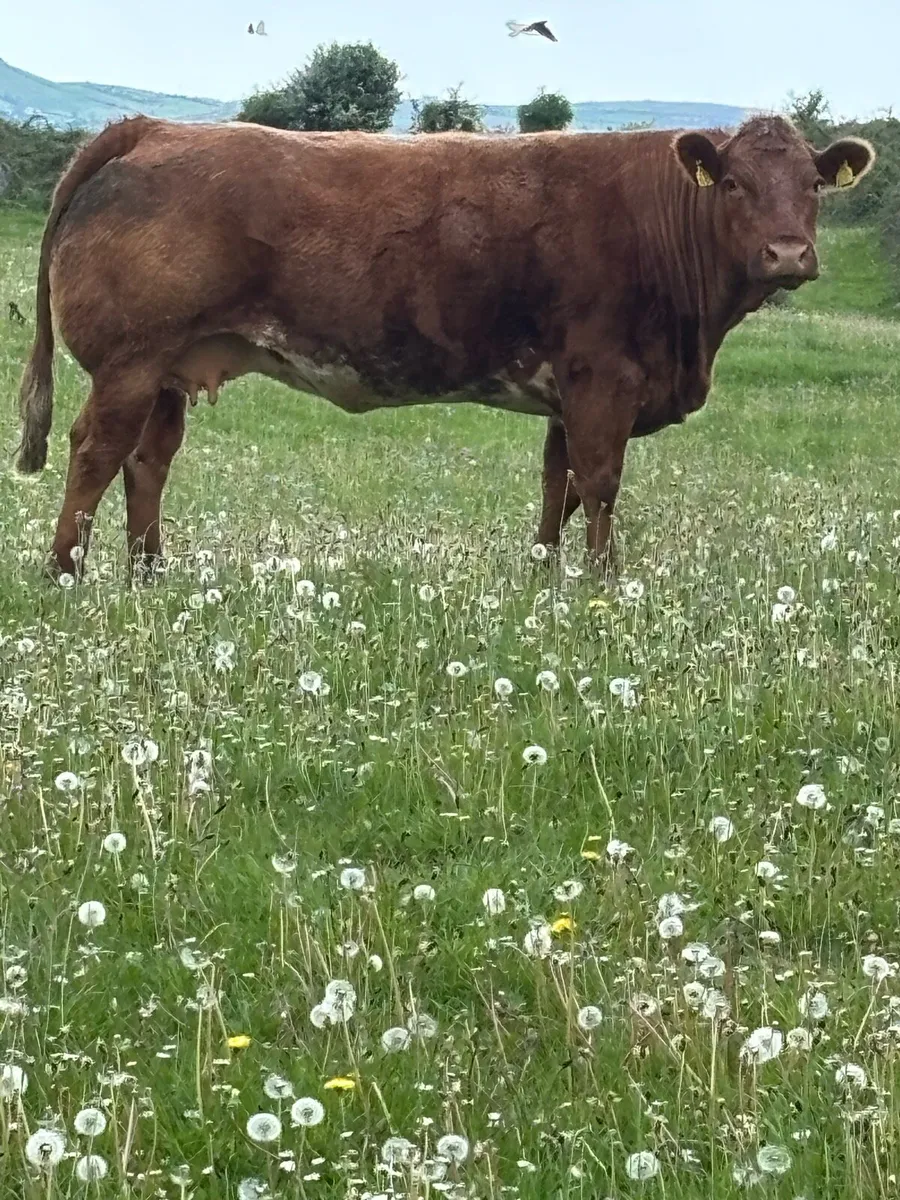 A young cow in calf - Image 2