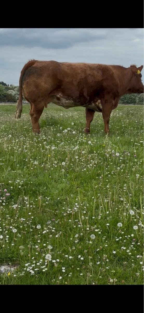 A young cow in calf - Image 3