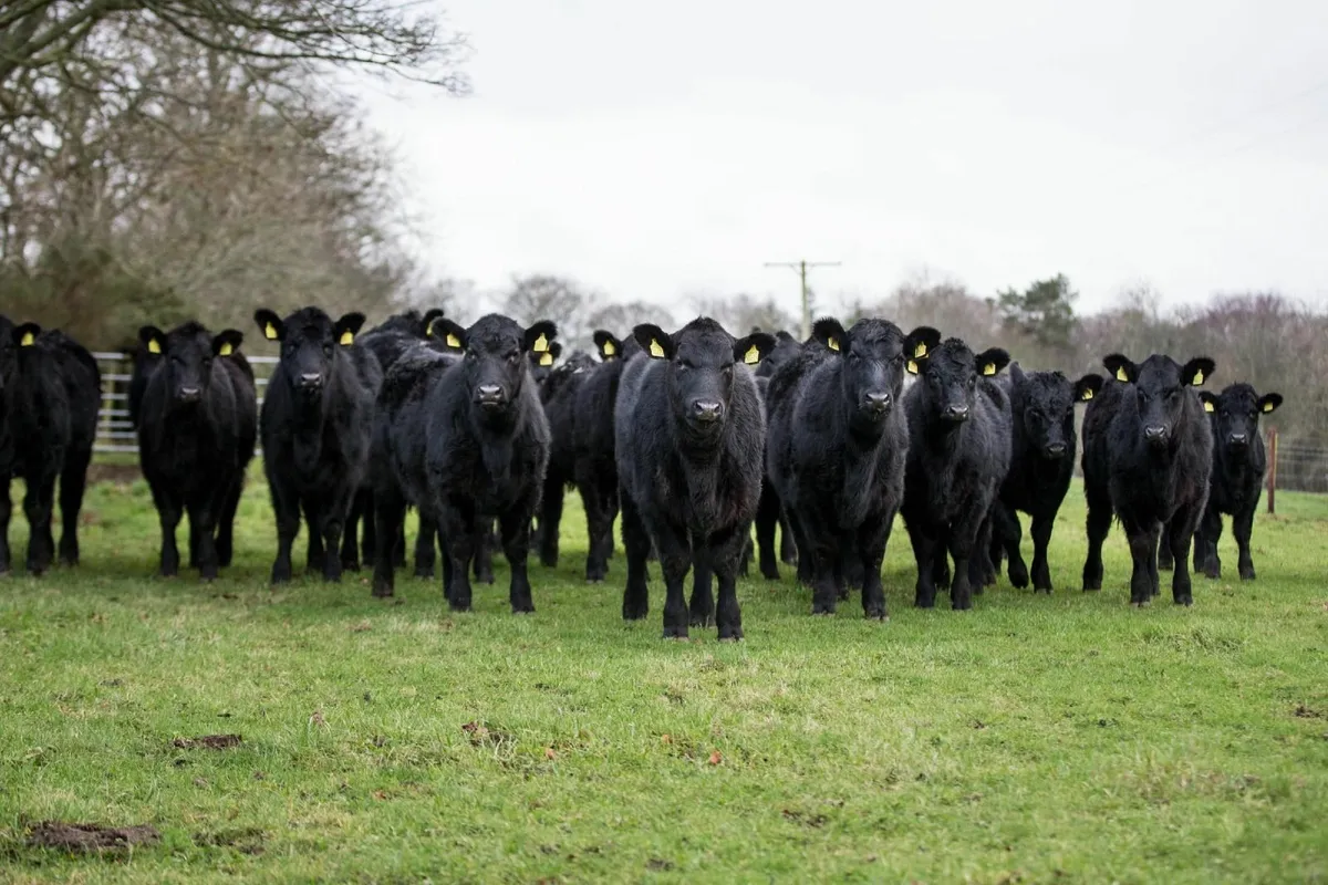 Purebred AA Heifers