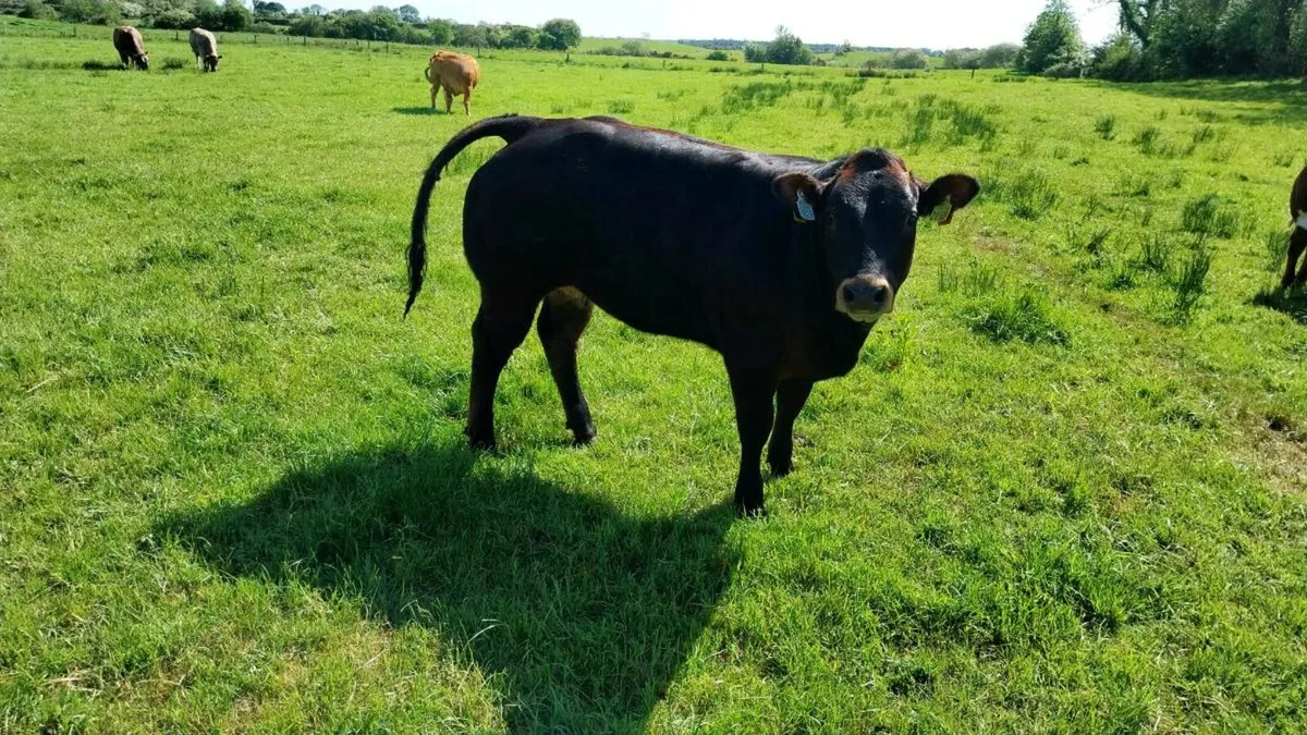 BBx heifer - Image 2