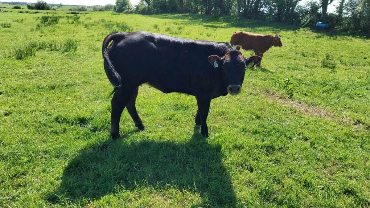 BBx heifer - Image 3
