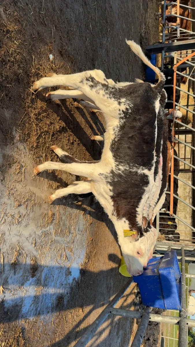 3 smashing blue roan Hereford heifers - Image 1