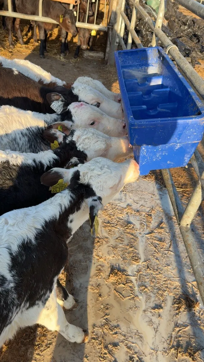 3 smashing blue roan Hereford heifers - Image 2