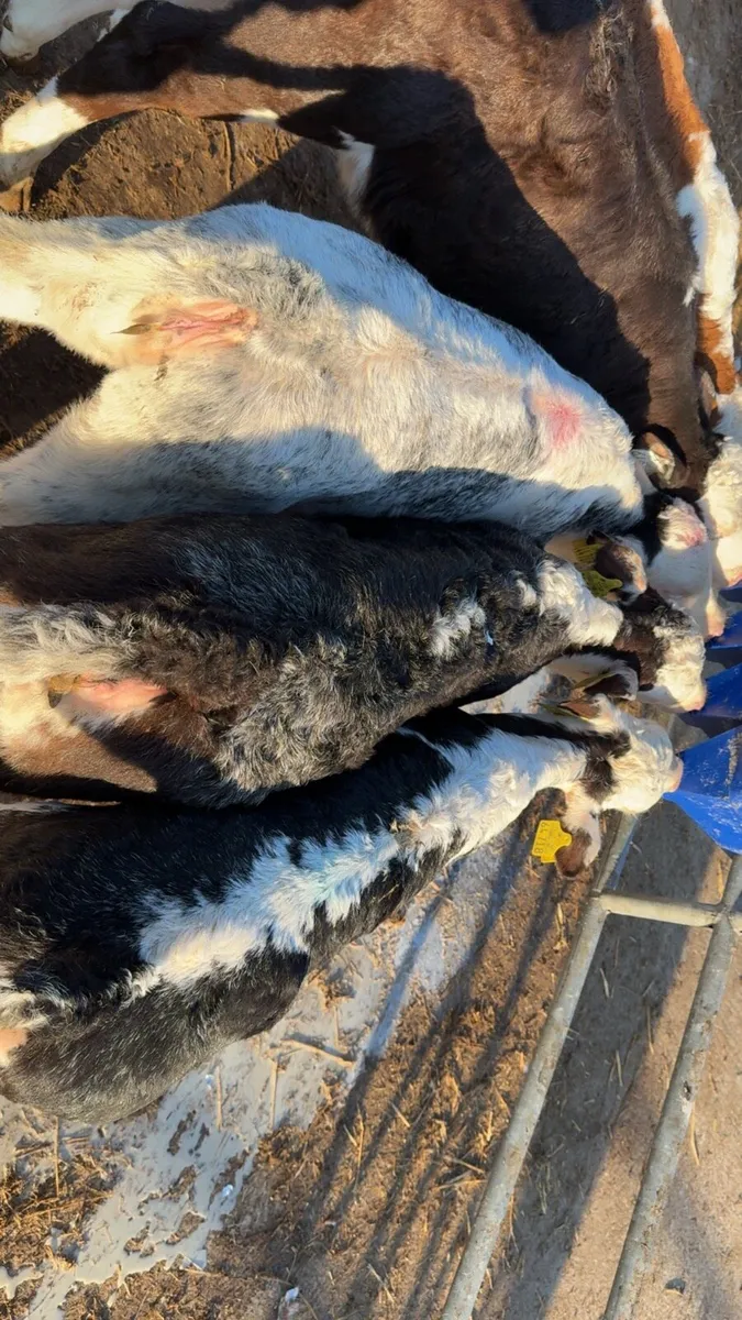 3 smashing blue roan Hereford heifers - Image 3