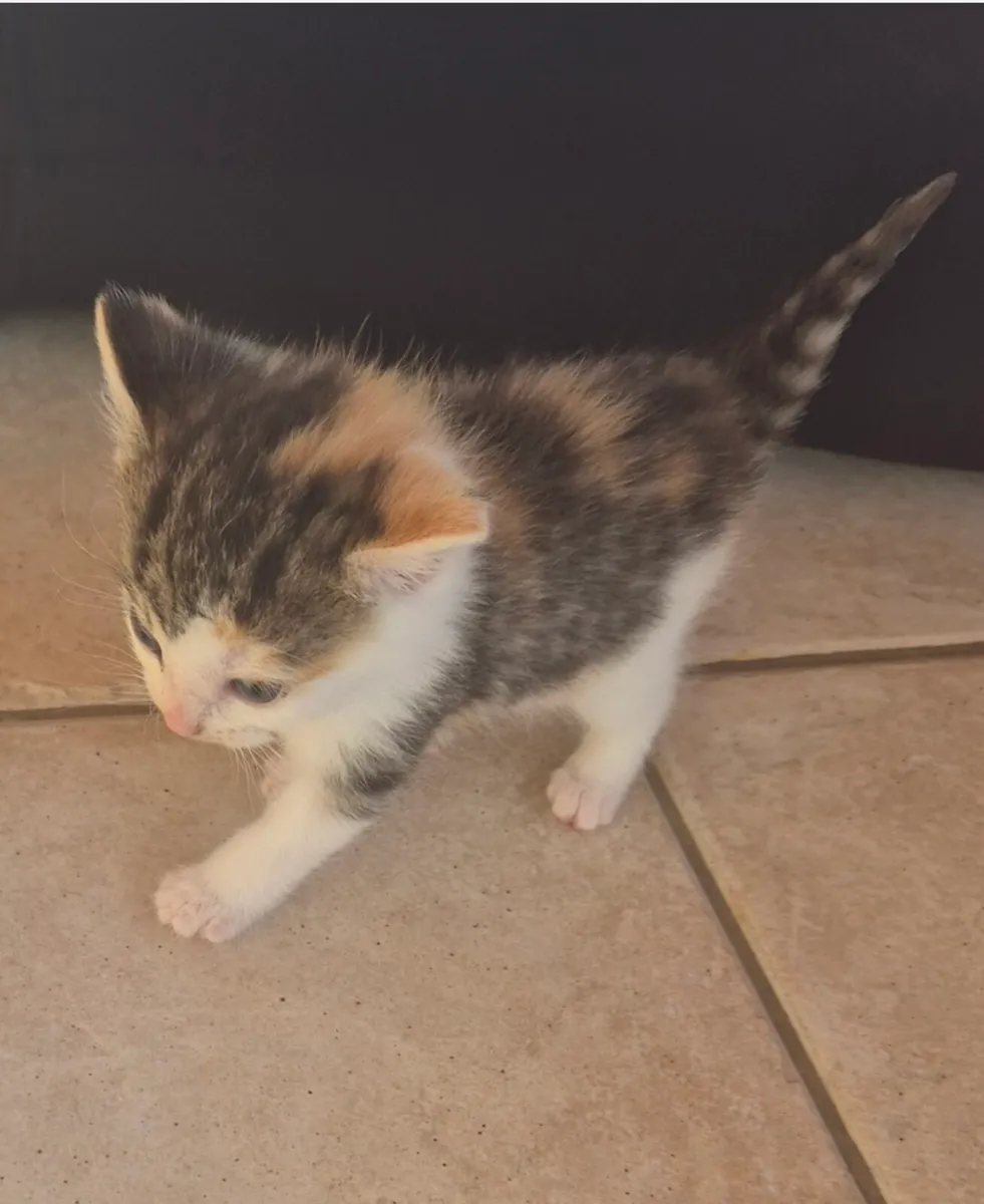 Beautiful Kittens with starter set - Image 2